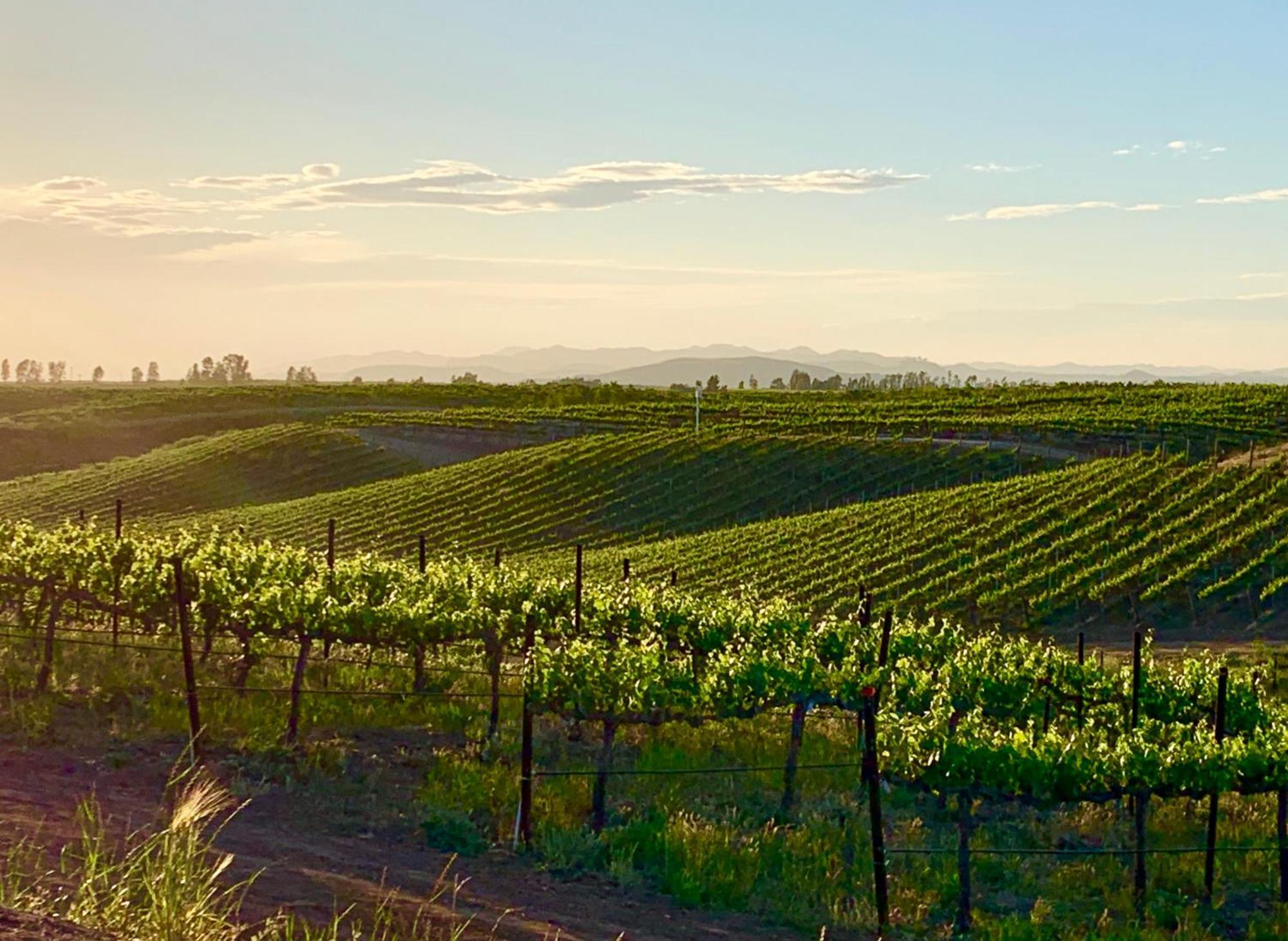 テメキュラ Domaine Chardonnay Bed & Breakfast エクステリア 写真